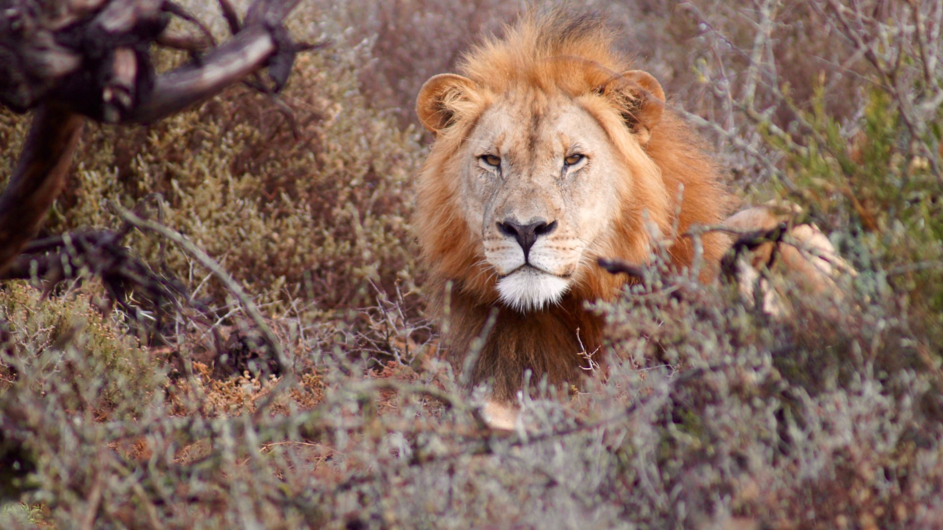 Highlights von Südafrika